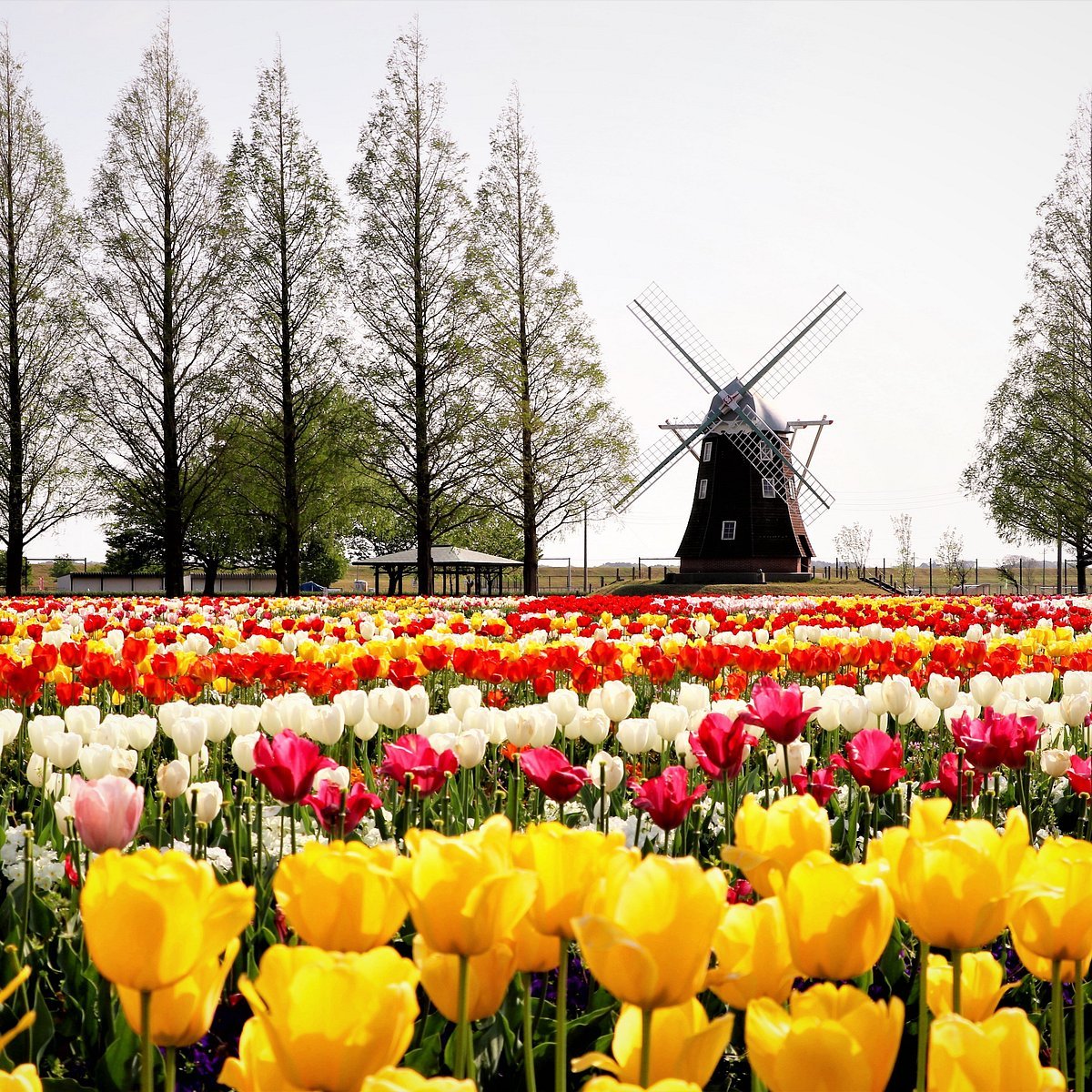 🏞️ 아케보노산 농업공원 (아케보노야마 노교코엔) 이미지 2